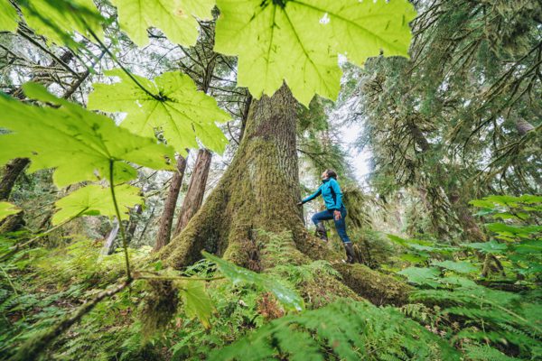 Tongass