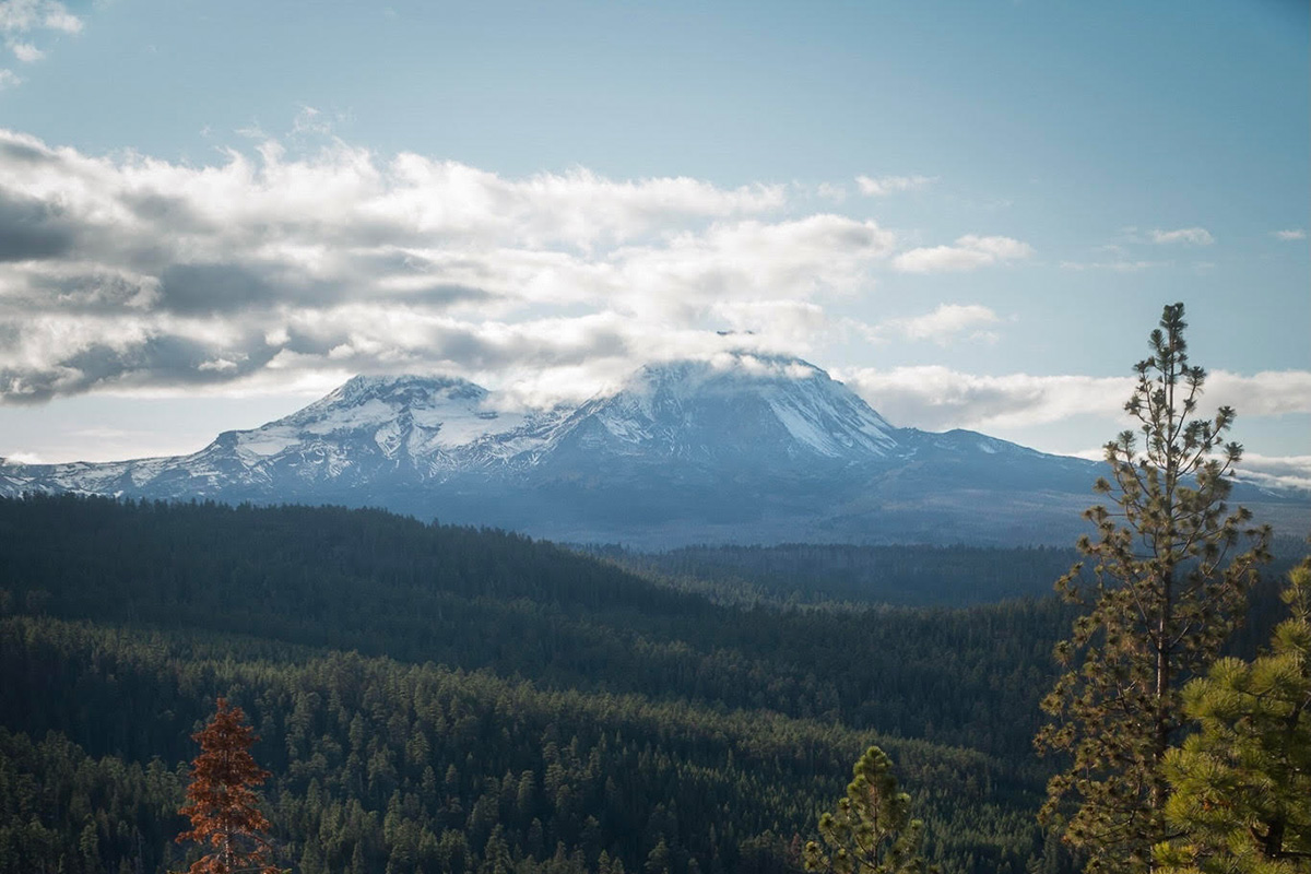 Save Skyline Forest The Conservation Alliance