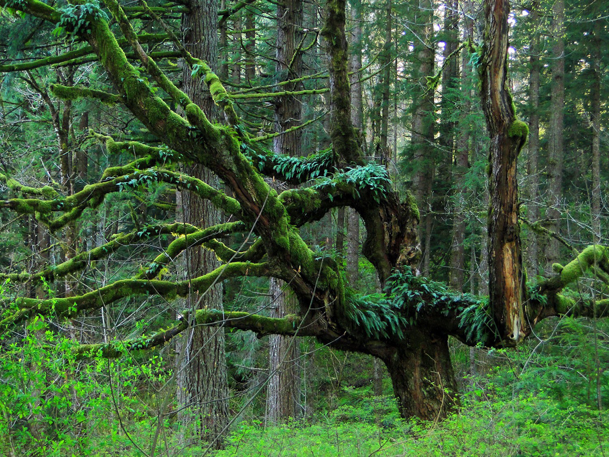 Nestwood Forest - The Conservation Alliance