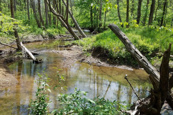 Indiana Forest Alliance