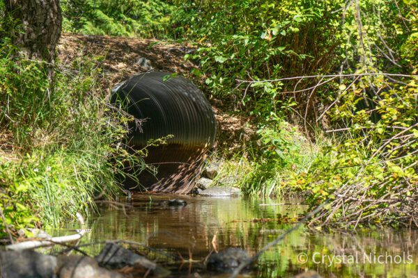 Pomeroy Dam Removal