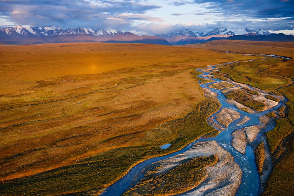 Alaska Wildlife League