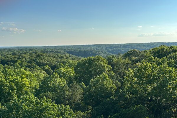 Indiana Forest Alliance