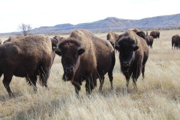 Matriarch Curly Horn and family