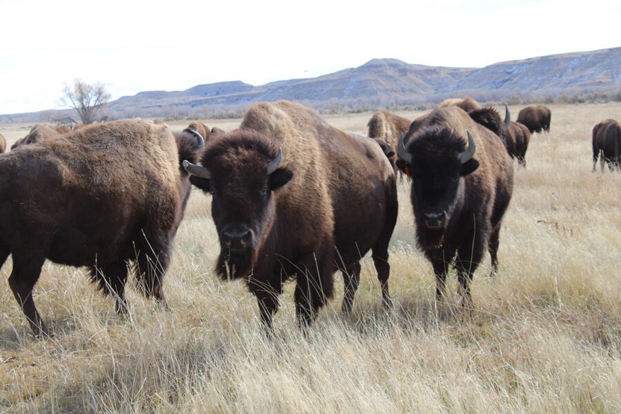 Matriarch Curly Horn and family