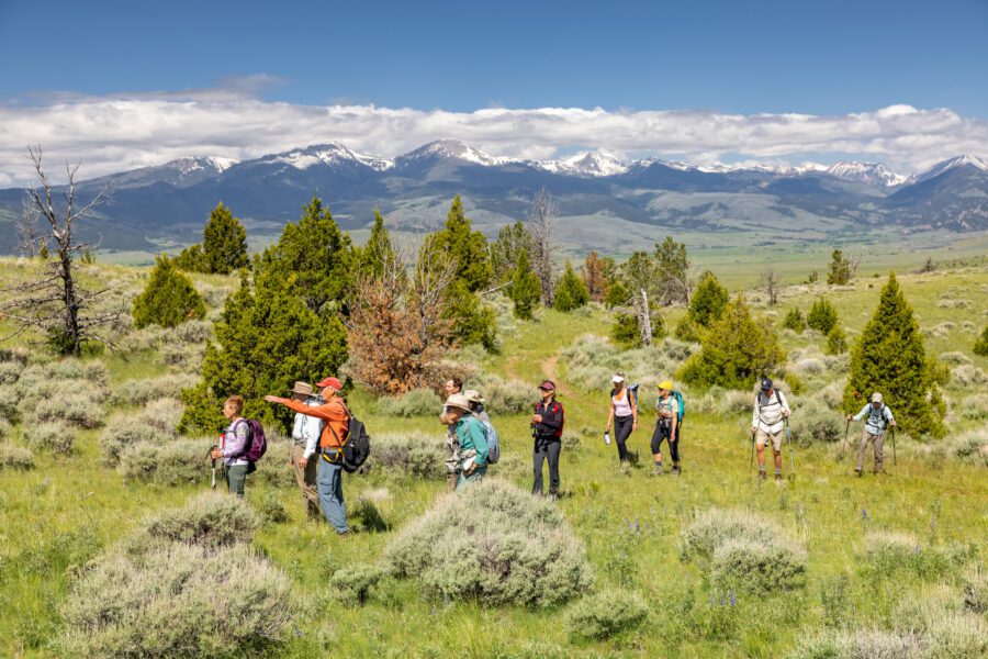Wild Montana