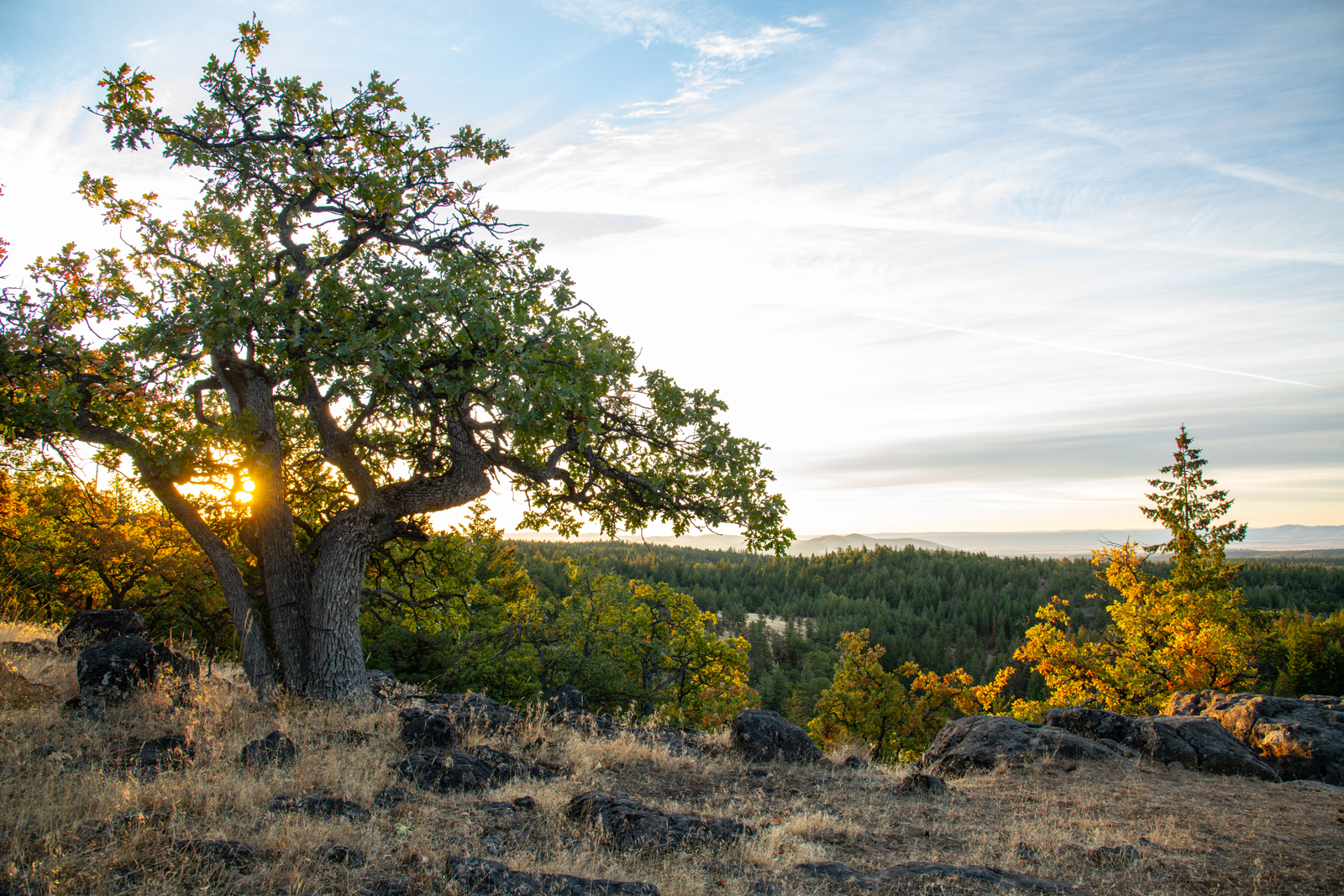 Mount Hood Oaks