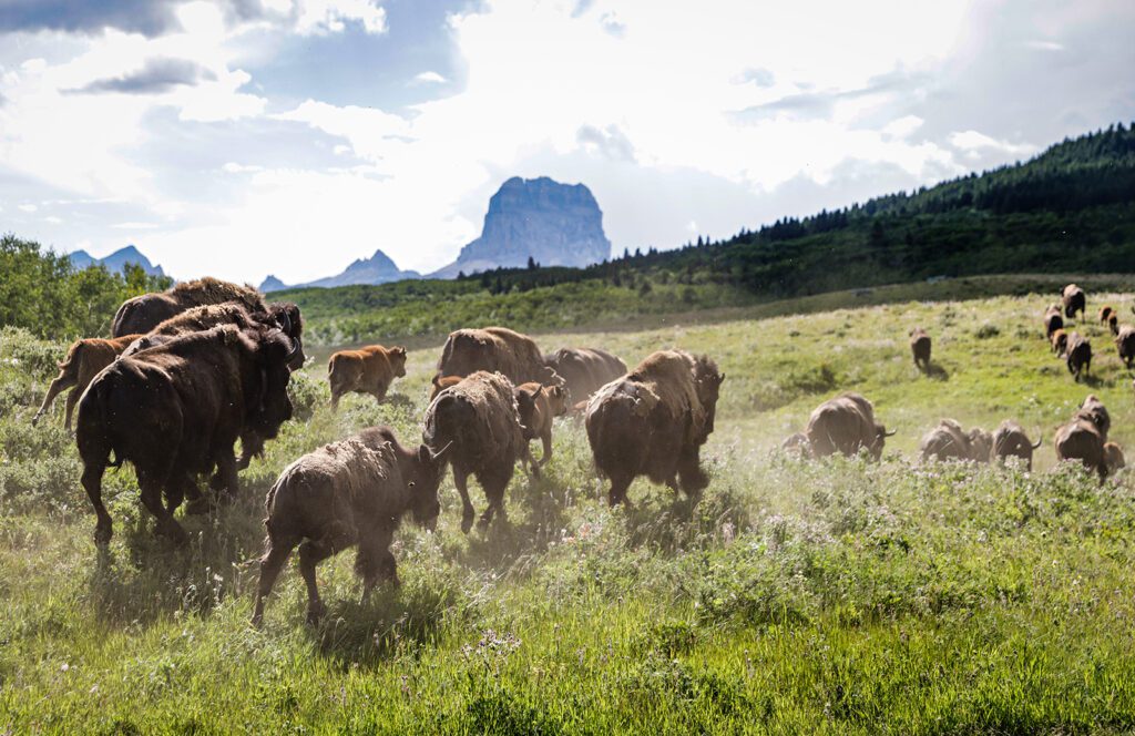 Blackfeet Fish and Wildlife