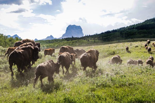 Blackfeet Fish and Wildlife