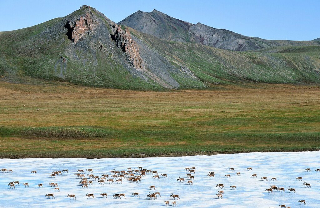 Alaska Wilderness League