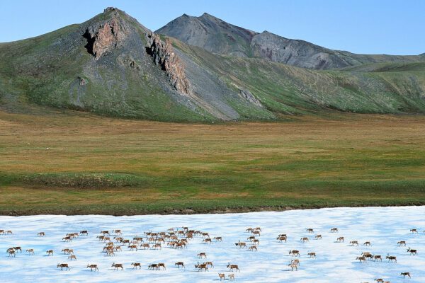 Alaska Wilderness League