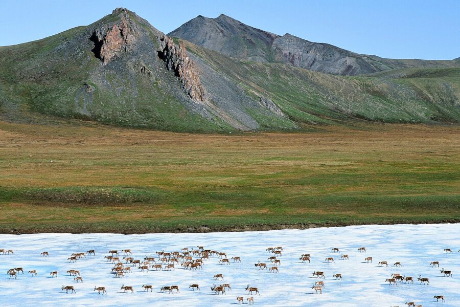 Alaska Wilderness League