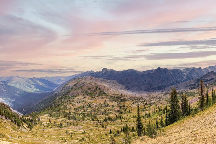 Wild Montana